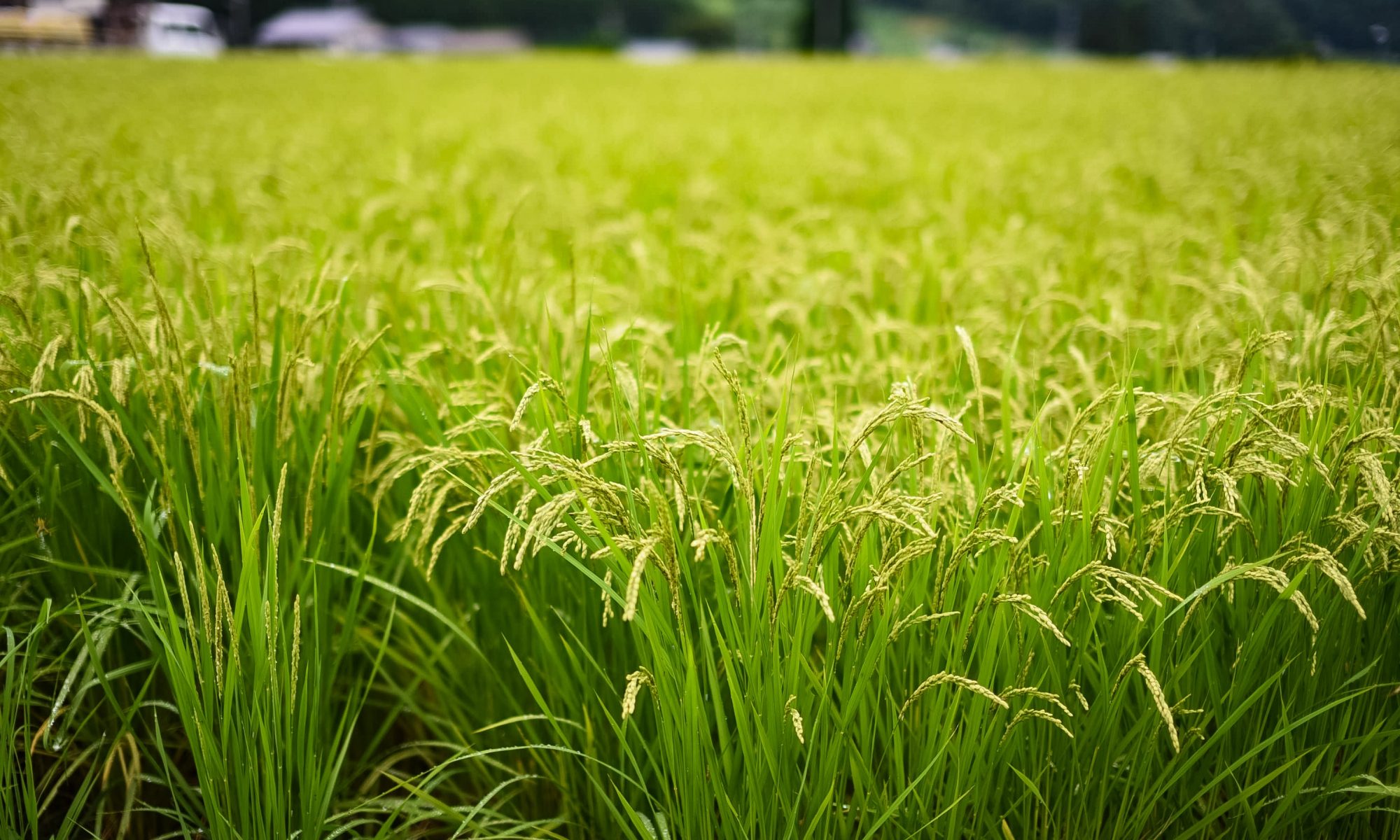 A Lush Rice Field in Japan